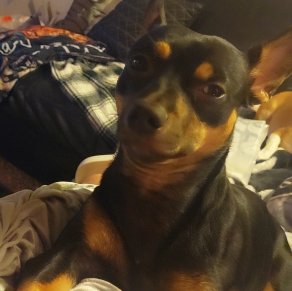 Meet your Posher, Nichole - Picture 3 of 3